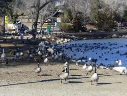 Pond Canadian Geese