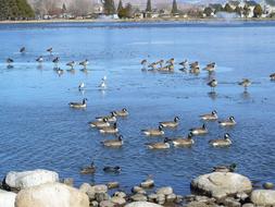 swimming ducks in the lake