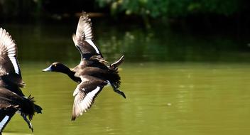 Tufted Duck Ducks Play