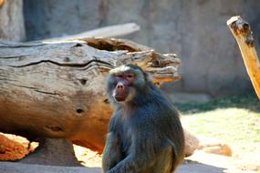 Hamadryas Baboon Red Butt