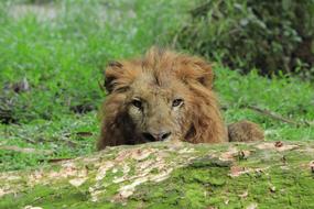 Beautiful and colorful, fluffy lion peeks out from behind a log with green plants