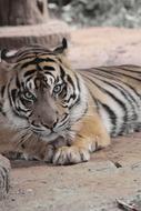 tiger in the zoo close-up