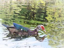Duck Of Walk