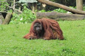 Orangutan Monkey on the green grass