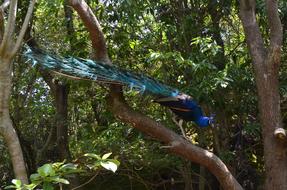 colorful peacock is sitting on a tree