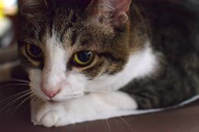 cute Cat Animal Pet