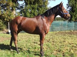 Horse Pet Farm brown