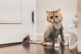 Cute, colorful and beautiful cat, with the cut hair, near the door