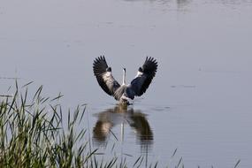 Beautiful and colorful heron flying above the water
