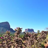 Cactus Flowers Sedona