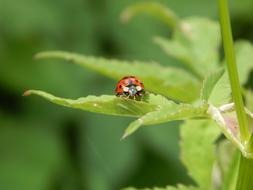 Ladybug on a bush in a blurred background