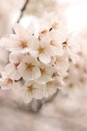 bouquet of small flowers