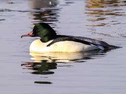 merganser swims in the lake