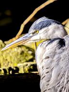 charming Grey Heron Bird