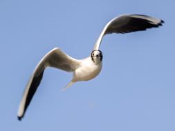 Black Headed Gull Seagull at flight