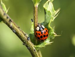 Ladybug feeding on green plant with Aphids