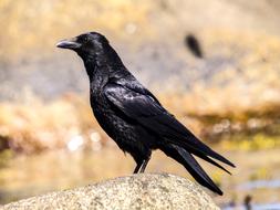 Crow Carrion Bird