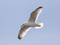 Herring Gull in flight at sky