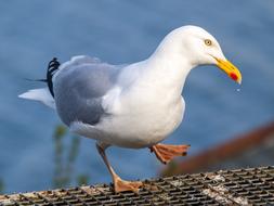 beautiful seagull near the water on a blurred background