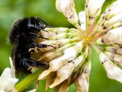 Stone Hummel Insect on flower