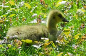 Animals Chicks Goose Young