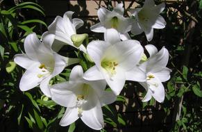 White Summer
