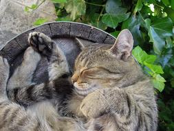 Kitten Tabby Domestic