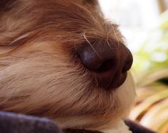 Dog'S Nose brown
