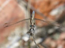 Dragonfly Blue Orthetrum