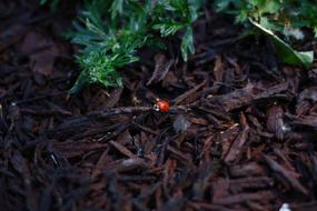 ladybug on autumn leaves