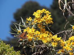 Butterfly Monarch