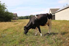dairy cow grazing in the village