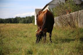 Cow Meadow Animal