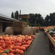 Pumpkin Autumn Time