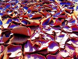 Autumn dry leaves lit up by the sun