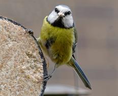 Garden Bird Watchful