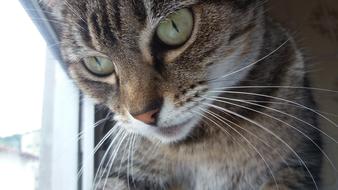 green Cat Eyes close up