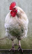 large white farm chicken