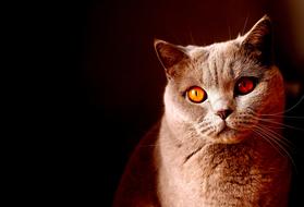 Cat Pretty Pet Animal