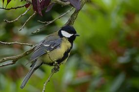 great Tit perched branch