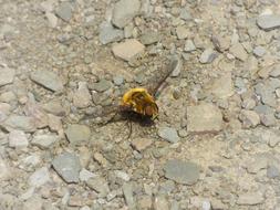 Drone Bombus Yellow