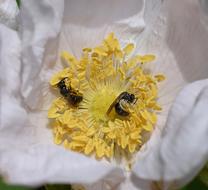 Wasps In Rose Wasp Scolia