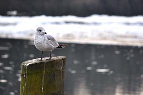 Bird near the icy river on a blurred background