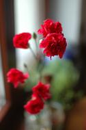 Red poppies in a vase on the window