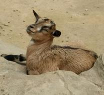 fluffy goat in the sand