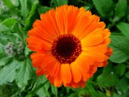 Marigold Orange Flower Gardening
