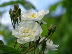 climbing white rose in the garden