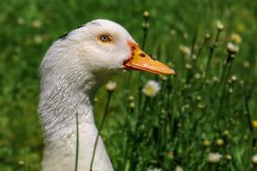 Animal Goose Feather green grass