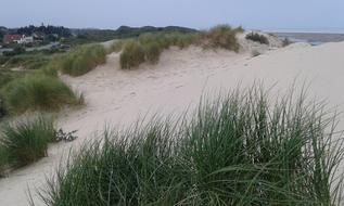 sand Dune Beach grass