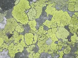 green Lichen Stone Structure